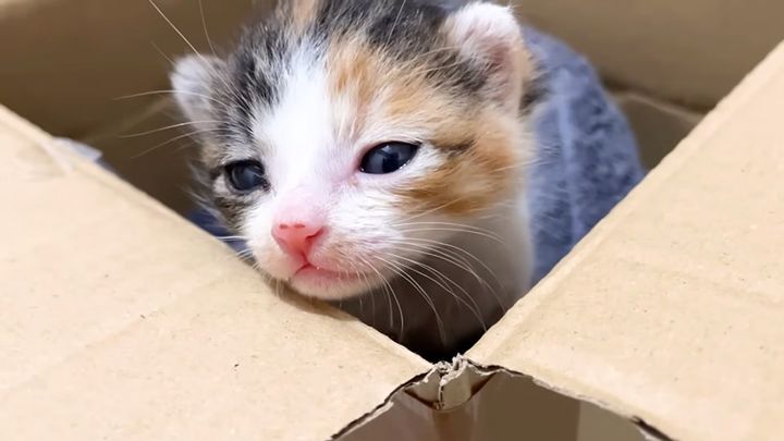 箱の中の子猫