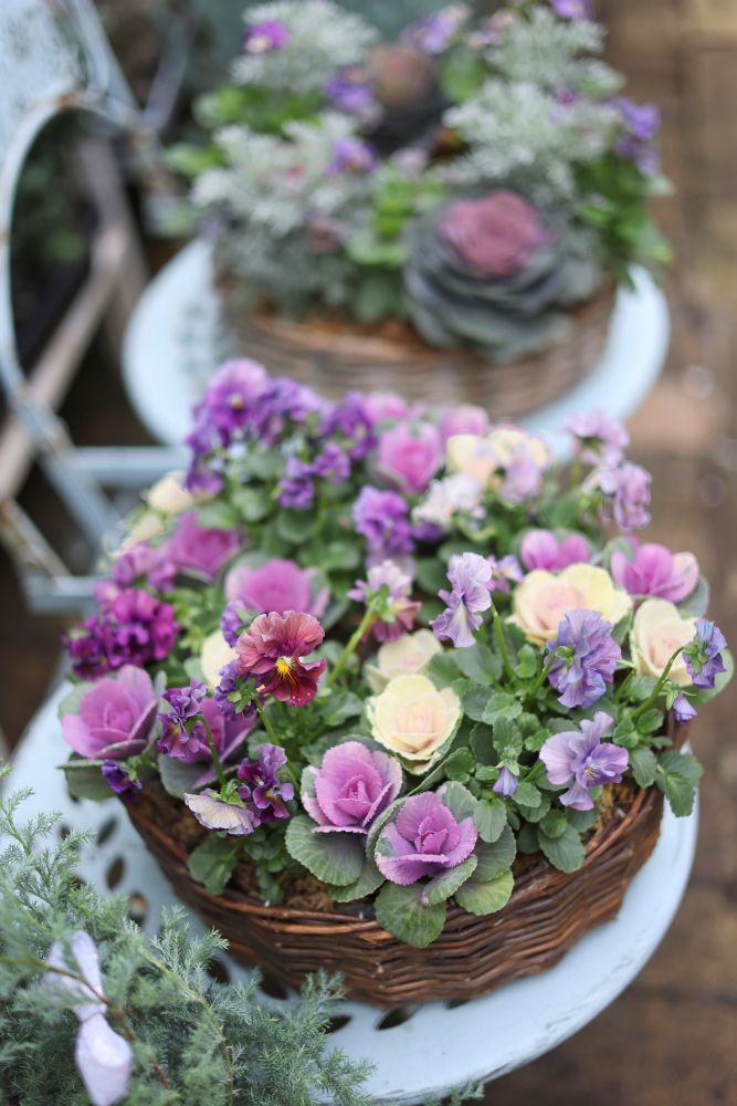 ハボタンの寄せ植え