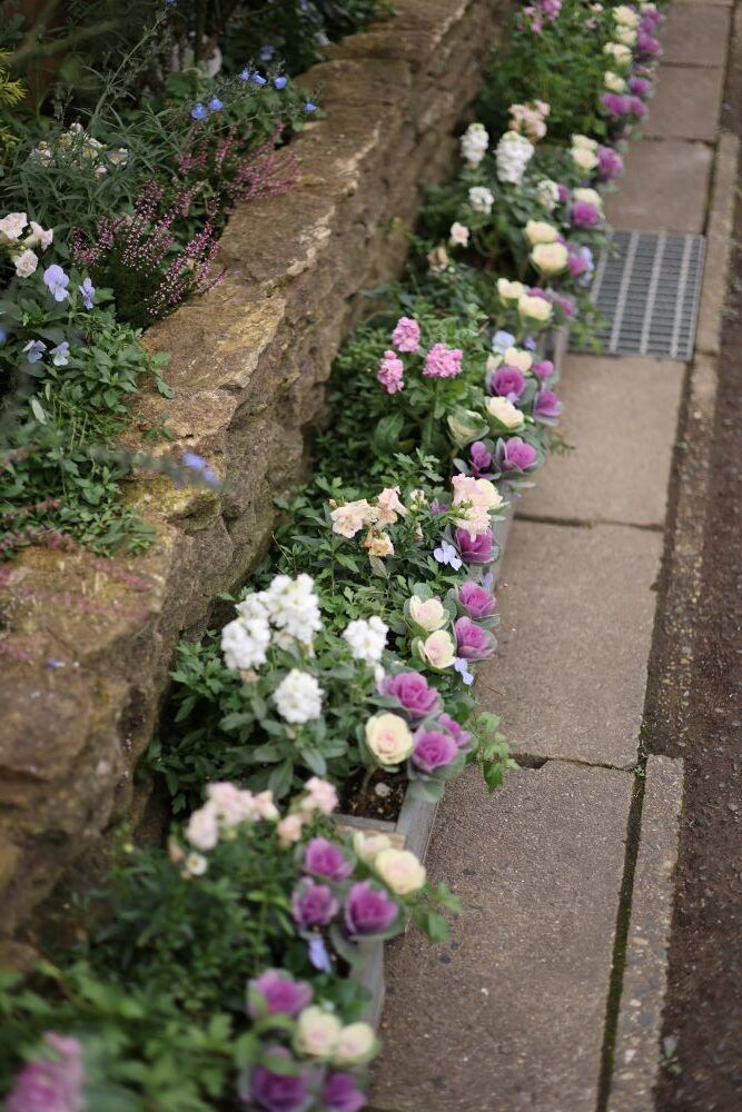 ハボタンとストックの列植