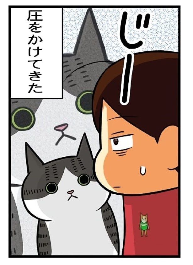 まずは「圧」をかけてきた。しかも「圧」強め… もちこ(@mogutchecho)