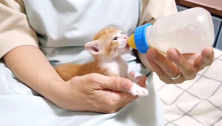 ミルクを飲む子猫