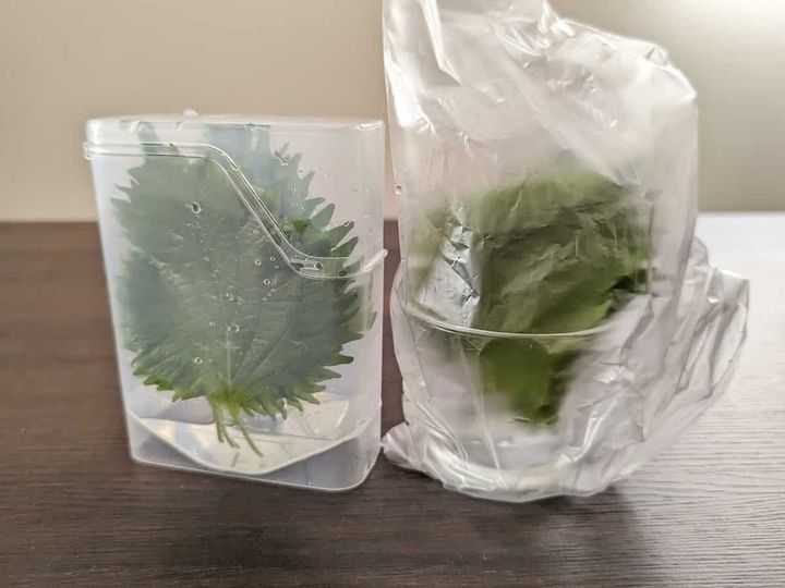 セリア 大葉うるおい長持ち保管ケース 省スペース