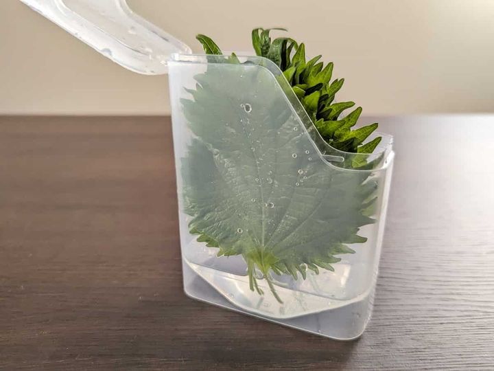 セリア 大葉うるおい長持ち保管ケース 使い方