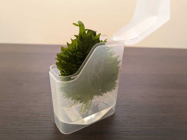 セリア 大葉うるおい長持ち保管ケース 3日目