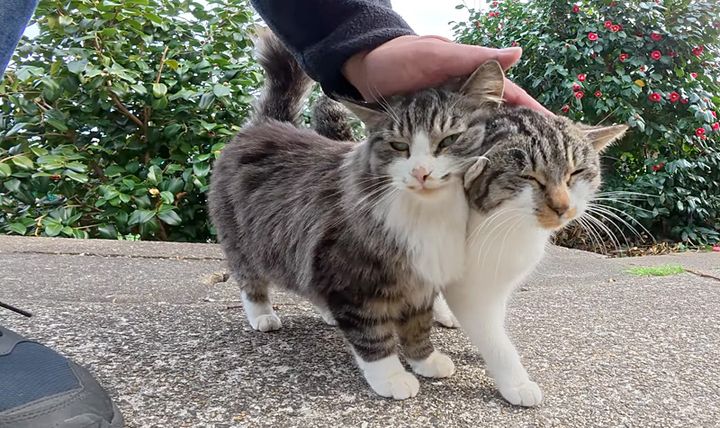 ナデナデされたい坂道の猫達