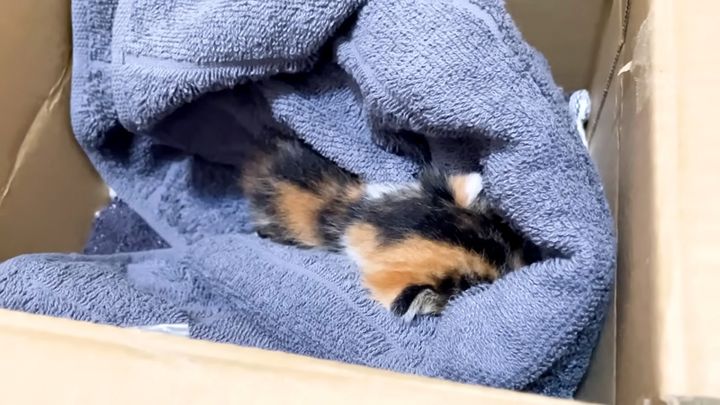 眠りに落ちた子猫