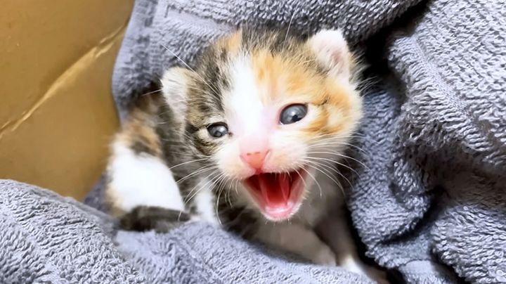 シャーシャーが止まらない子猫