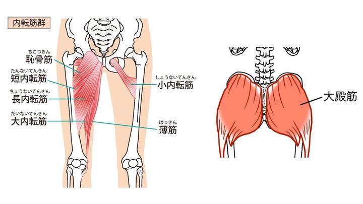 内転筋＿大殿筋