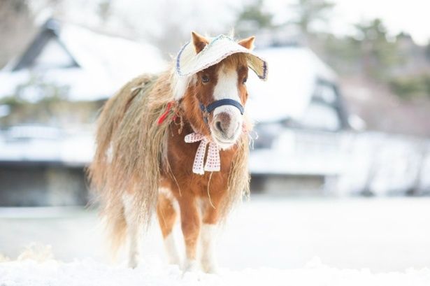 チェックインではポニーがお出迎え。看板ポニーの「それ」