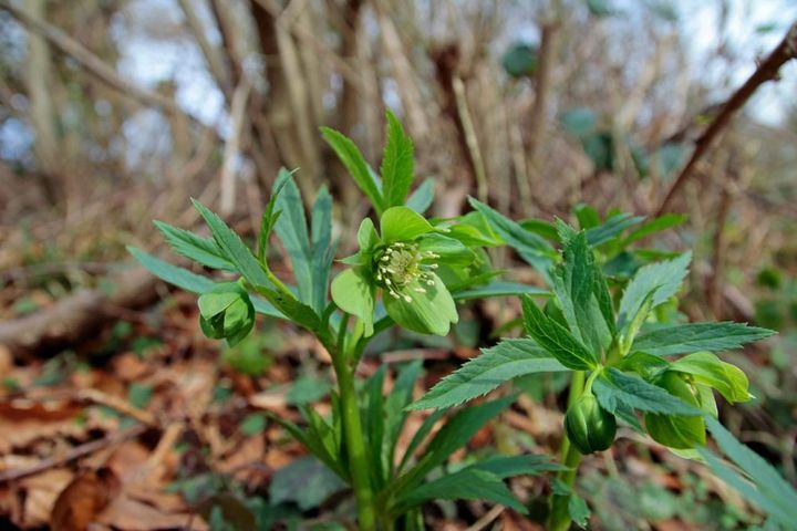 冬は日が当たり夏は日陰になる落葉樹林に自生するクリスマスローズ