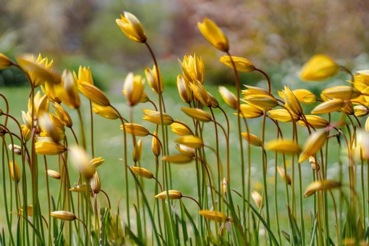 野原に咲く野性のチューリップ