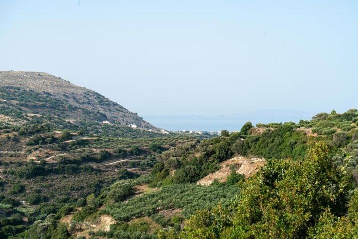 地中海性気候のオリーブ畑