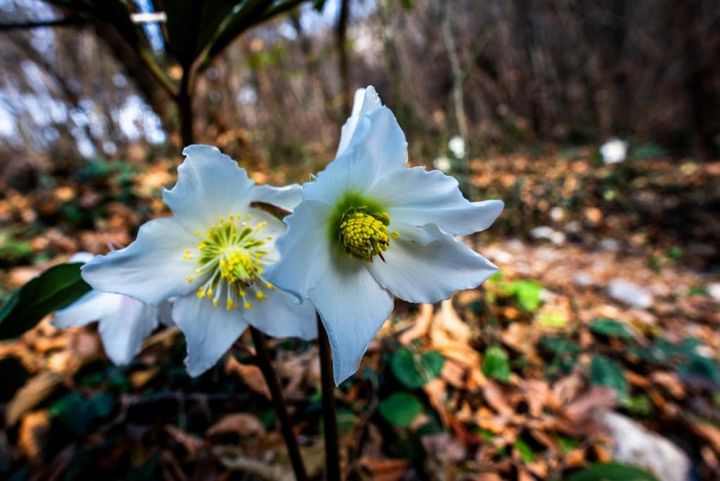 ヘレボルス・ニゲル