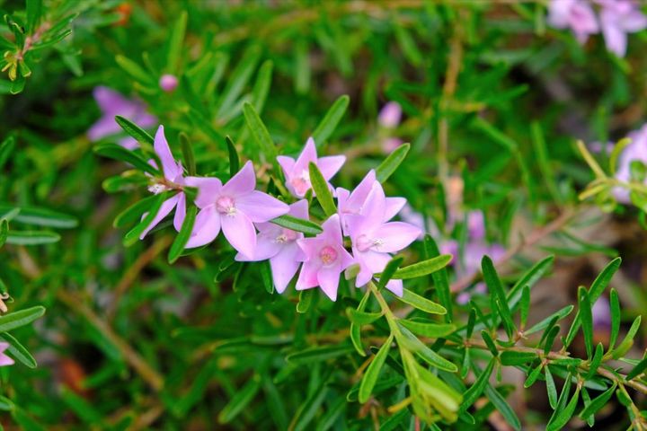 ロマンチックな流通名の花5選。植物の正式な名前を知っておこう！【ガーデニング】