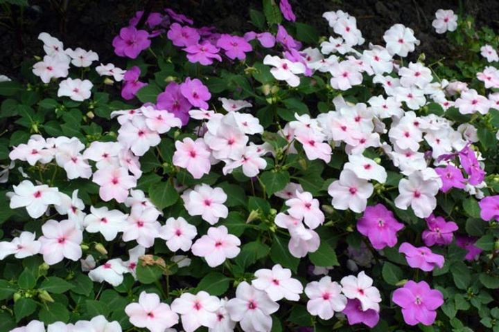 インパチエンス