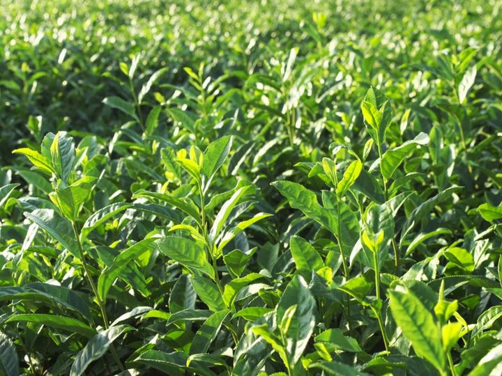 All About ニュース編集部が全国250人を対象に実施した「埼玉県のお土産に関するアンケート」の調査結果から、埼玉県らしさを感じる「1200円～1700円未満のお土産」ランキングを発表！ 2位「さやま茶らんぐ」を抑えた1位は？