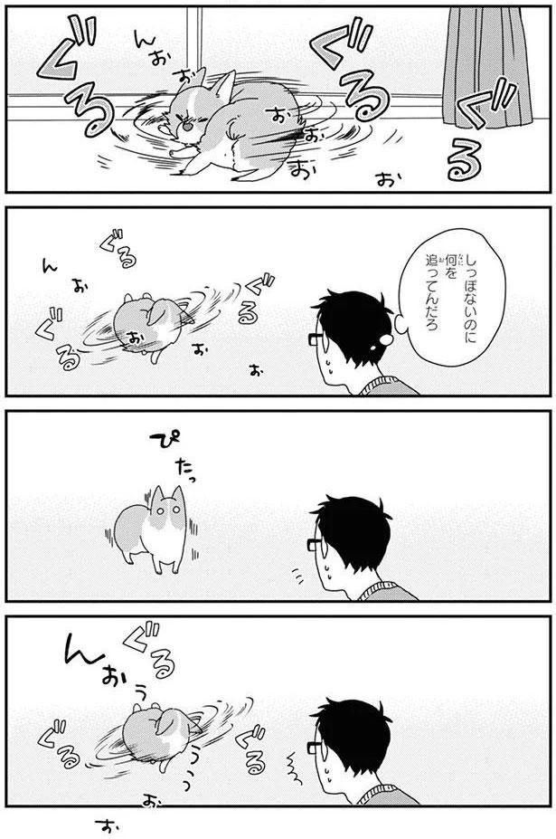 しっぽないのに何を追ってんだろ (C)らくだ／KADOKAWA