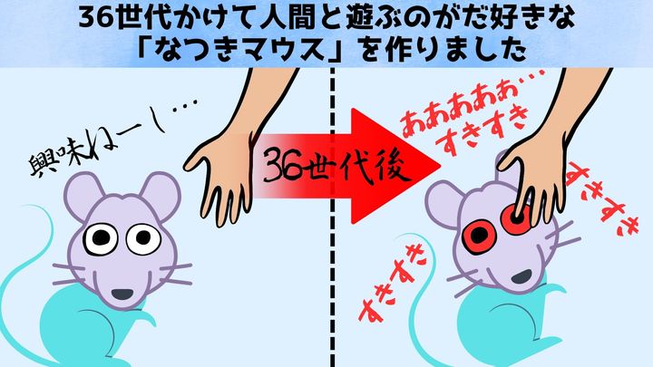 人間大好き「なつきマウス」36世代を経て人間と遊ぶようになったの画像 2/4
