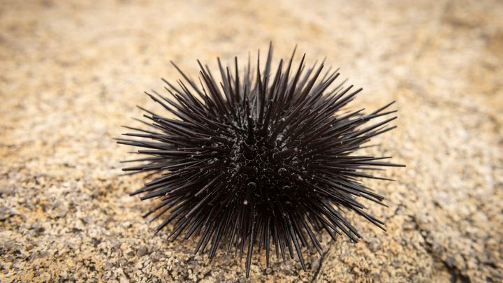 ウニは全身が「脳」でできた動物だった