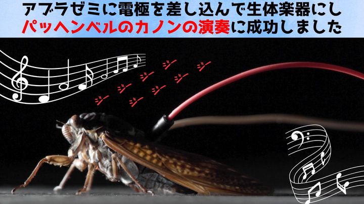 電極を指したセミを「生きたスピーカー」にしてカノンの演奏に成功