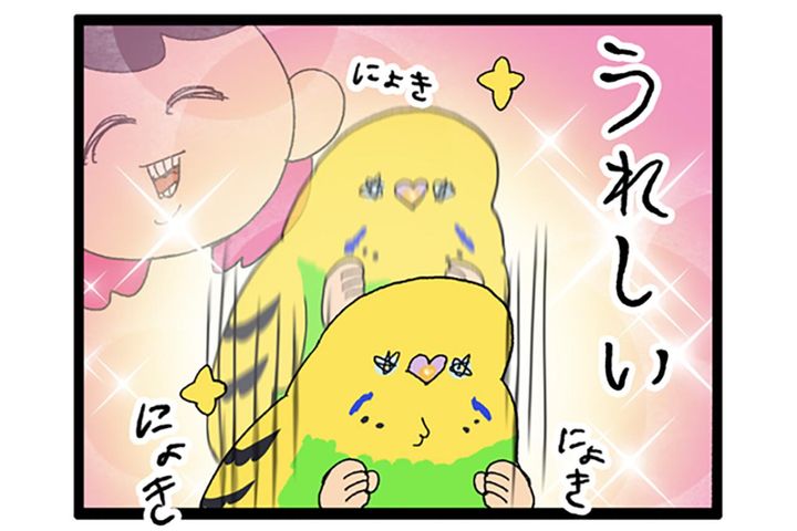 人見知りインコのカチョ。ついに来客に心を開く！【鳥マンガ #177】