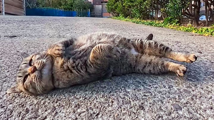 ナデナデアピールする猫