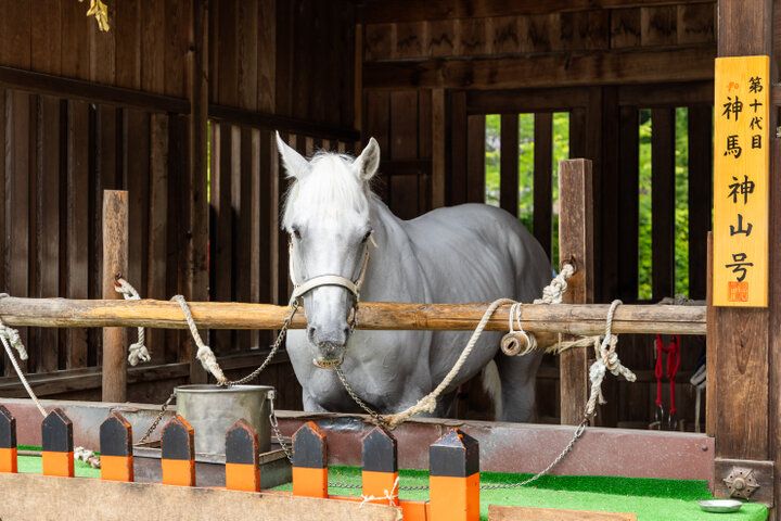 新年のご利益まいりは、馬とゆかりの深い京都のパワースポット「上賀茂神社」へ