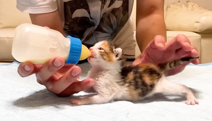 ミルクを飲む子猫