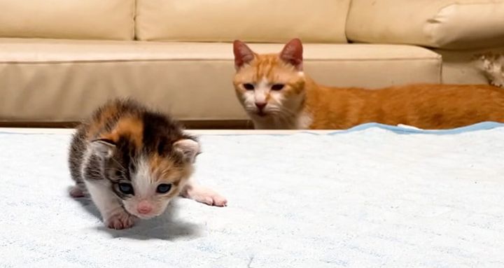 子猫に気づいた先住猫