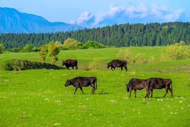 牛のゲップが地球温暖化に関係していた⁉ （C）marumaru／PIXTA