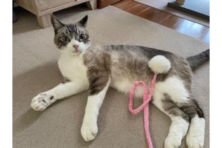 ミックス猫のみゃーちゃん