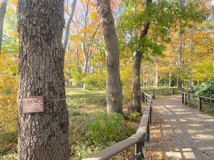 「馬事公苑」武蔵野自然林1