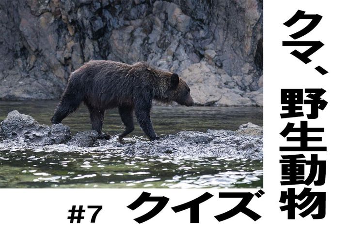 木に登ってエサをとる動物は？【クマ、野生動物クイズ#7】奥深い狩猟免許の世界