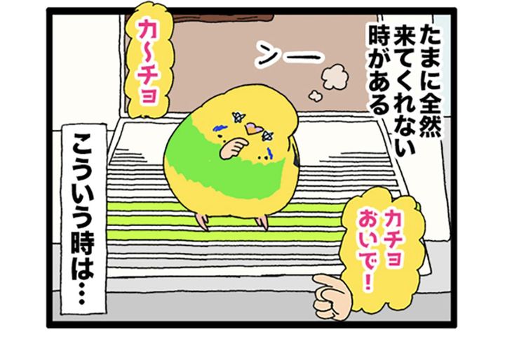 飼い主にも過酷！？でも飼い主の笑顔が一番のインコ・大天使カチョリエル【鳥マンガ #178】