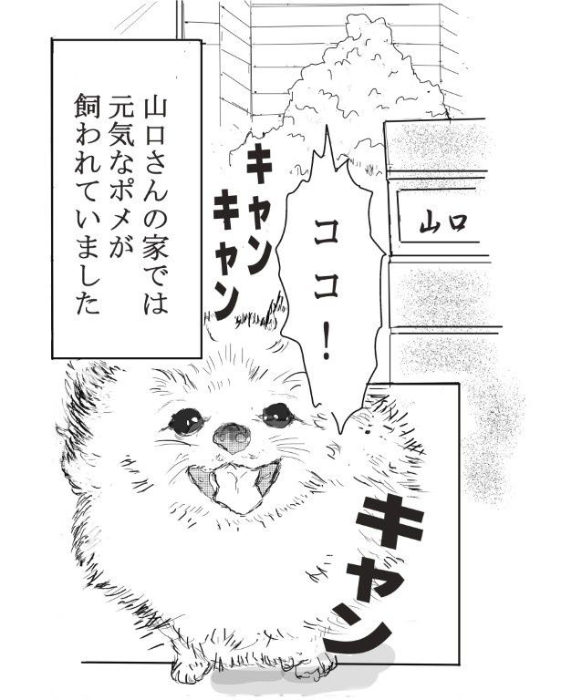 人なつこい元気なポメラニアンだった 送達ねこ(@jinjanosandou)