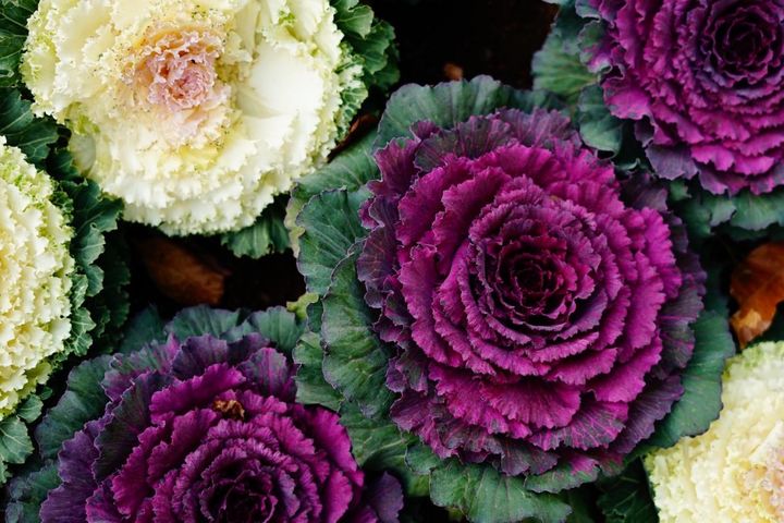 1月2日の花とは？【366日の誕生花と幸せの花言葉】