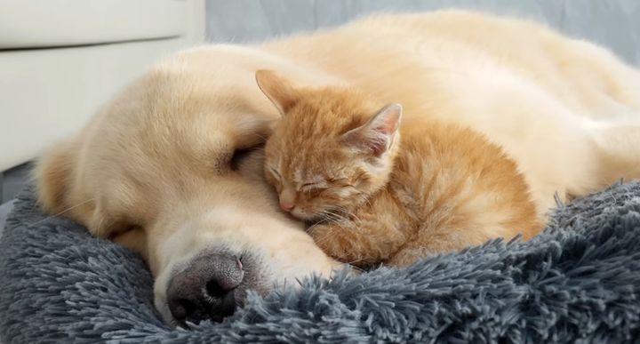 ゴールデンレトリバーにくっつく子猫