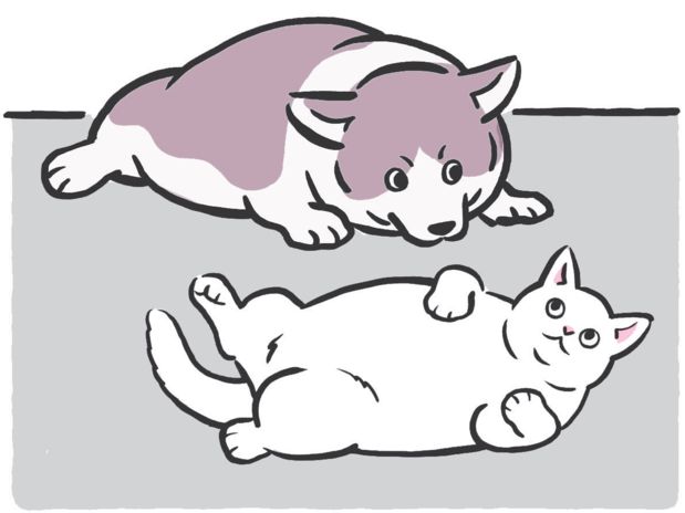 ペットにも「正月太り」は存在する？お散歩していても意味はない！？