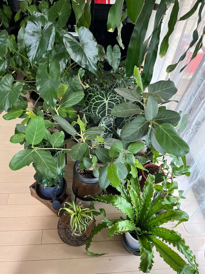 幸福の木・セドナ