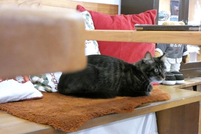 連歌屋珈琲 看板猫 フィガロ