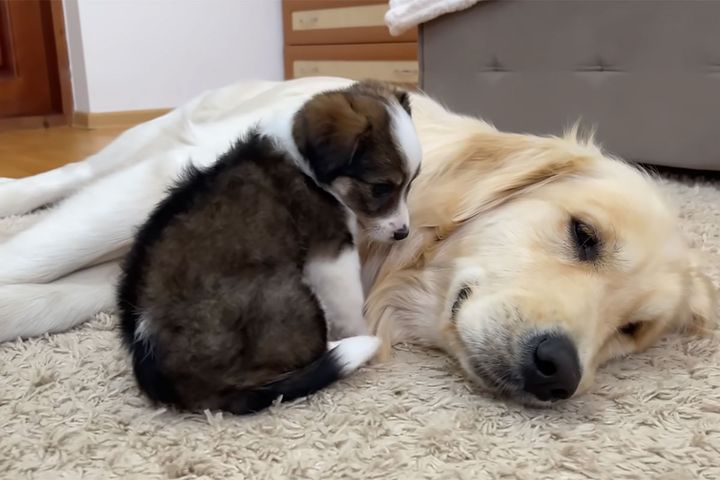 出典：Buddy（YouTube）