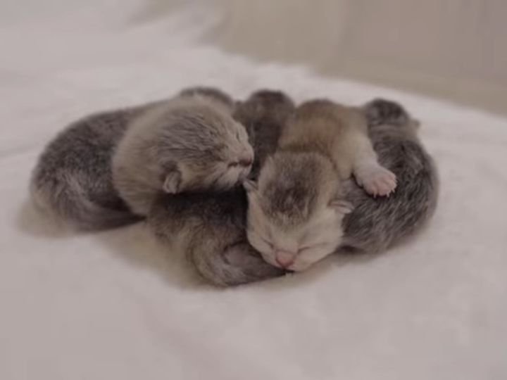 天使ちゃんたちのかわいい威嚇