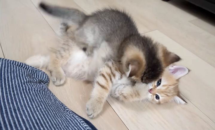 本気で怒られた子猫