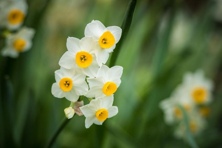 1月3日の花とは？【366日の誕生花と幸せの花言葉】