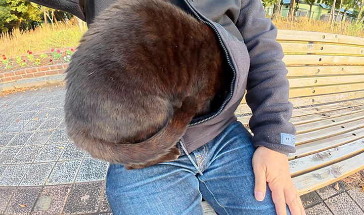 服に潜り込む猫