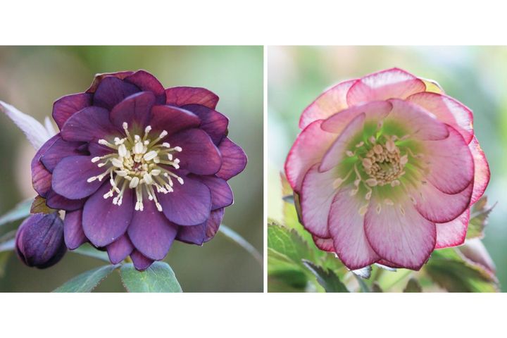 野生味のある姿が魅力の【原種系クリスマスローズ】2026年冬・注目の花