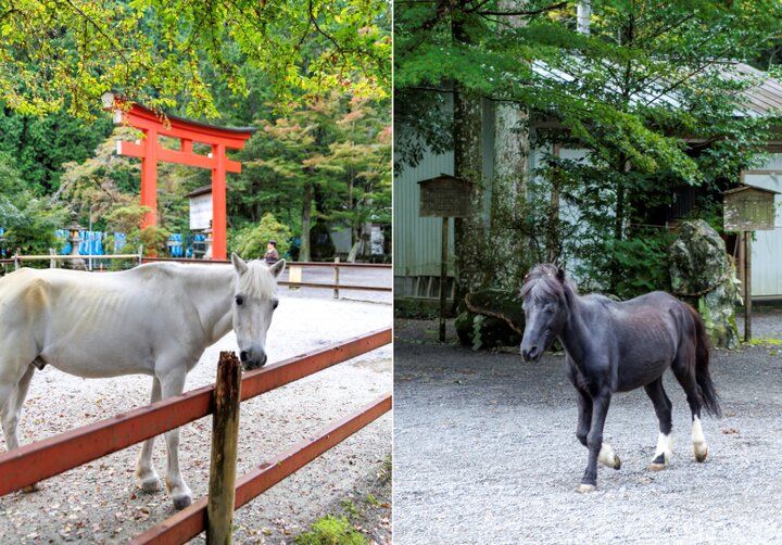 白黒2頭の神馬に会える♪ 奈良・吉野「丹生川上神社」で心潤す三社めぐり