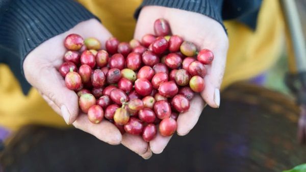 ラオス発の水素焙煎コーヒーがMakuakeに登場！何杯でも飲みたくなるすっきりした後味