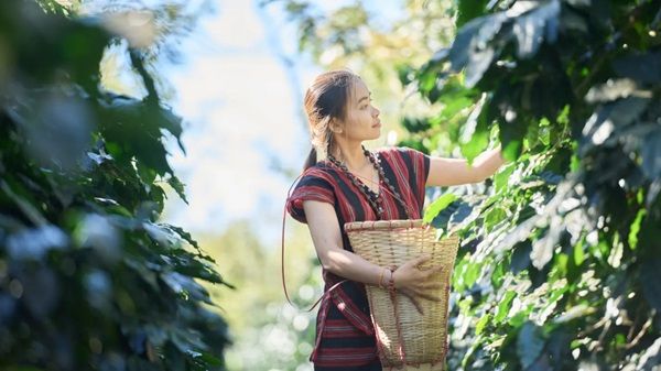 ラオス発の水素焙煎コーヒーがMakuakeに登場！何杯でも飲みたくなるすっきりした後味