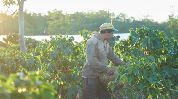 ラオス発の水素焙煎コーヒーがMakuakeに登場！何杯でも飲みたくなるすっきりした後味